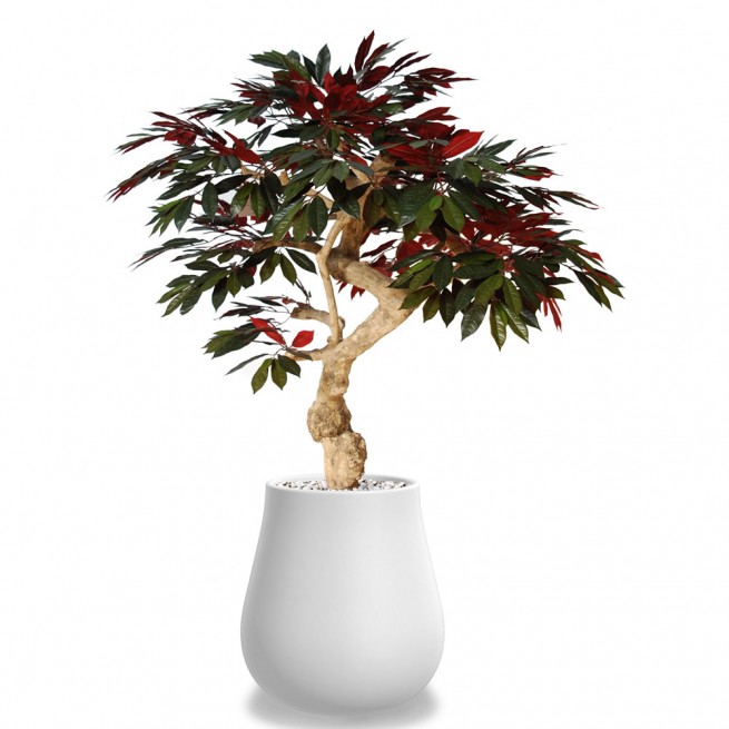 Planta semi-artificiala Ila, Capensia Crown Green Red - 185 cm